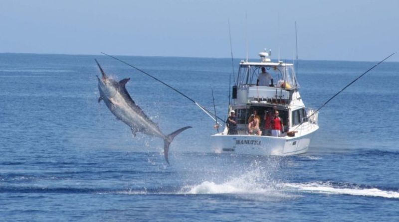 bote de pesa deportiva nautilus whaly hdpe